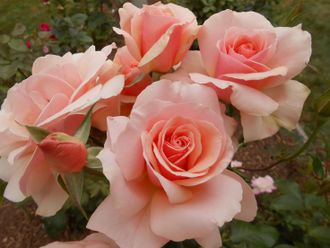 Мазер оф перл (Mother of Pearl), Alain Meilland. Грандифлора