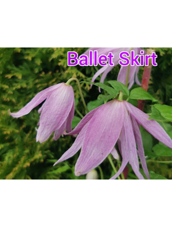 Княжик Ballet Skirt (Балет Скирт), в контейнере р9, 2л