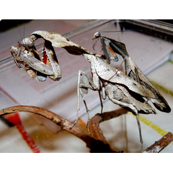 Богомол мёртвый цветок (Deroplatys  lobata)