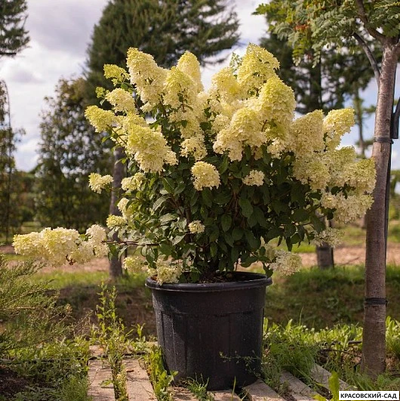 Гортензия Диамантино - Diamantino