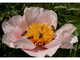 PEONIE SCHAFFE (ПИОНИ ШАФЕ)
