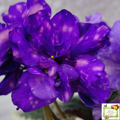 РС-Астролог (С. Репкина) 2020 г.