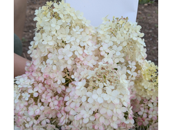 Гортензия метельчатая Боббо