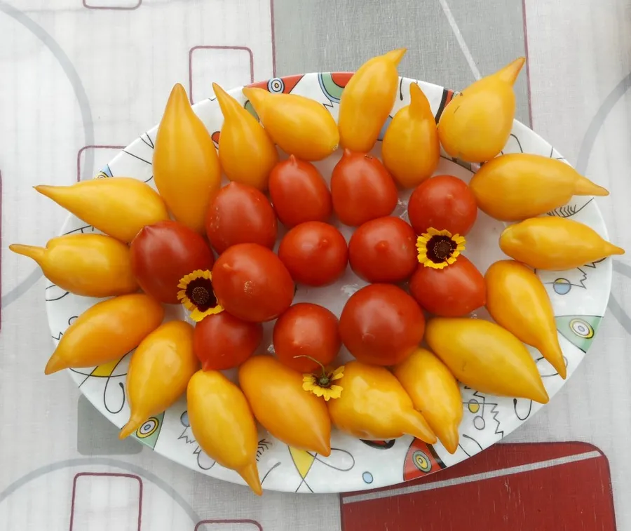 Золотая канарейка, ред алерт