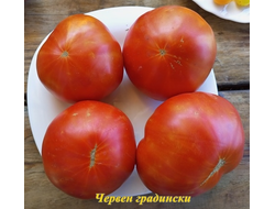 СЕМЕНА ТОМАТОВ