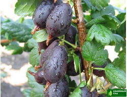 Крыжовник "Черномор"