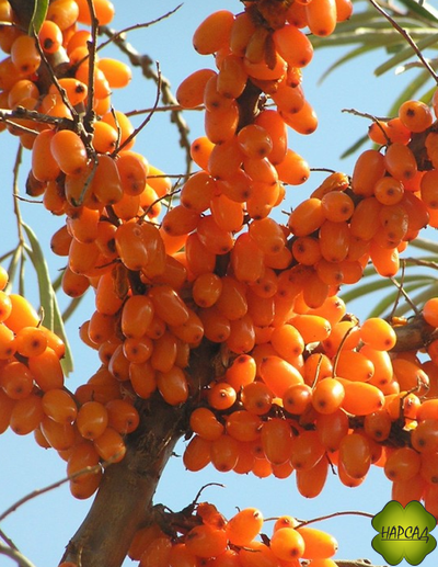 Облепиха плодовая "Елизавета" (безшипая, крупная и вкусная) (саженец 2,5 года)