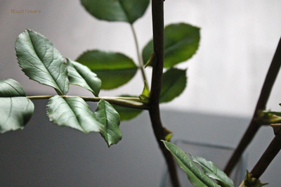 Красные розы "RED" из полимерной глины.