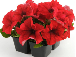 КРАСНАЯ ГРАНДИФЛОРА ИЗ РИДЕР РЭД 4ШТ