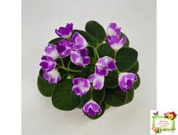 SimSim Magic Bells (Alex Mayer) (лист посажен 07.10.25)