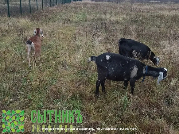 Купить нубийских чистокровных коз на ферме