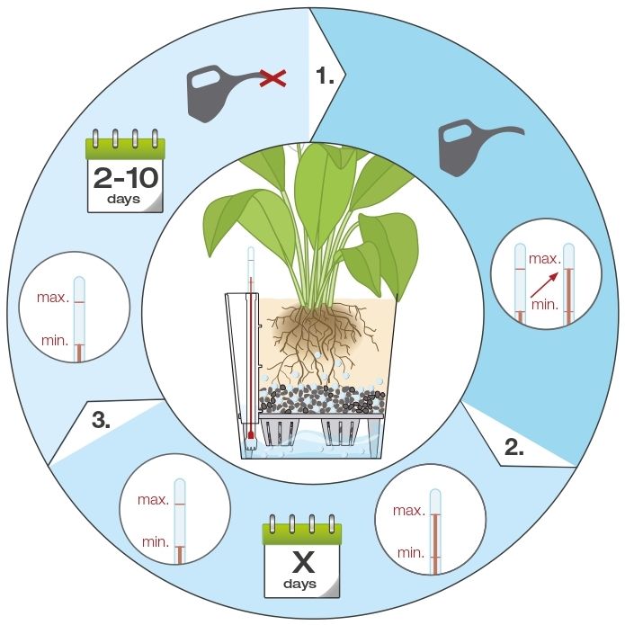 Как часто поливать растения в кашпо с автополивом Лечуза