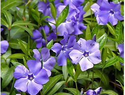 Барвинок малый, C2