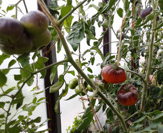 Семена томата Бузэу