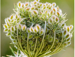 Морковь (Daucus carota), семена, дикорастущая культура (5 мл) - 100% натуральное эфирное масло