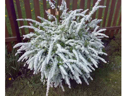 Спирея серая Грефшейм (Grefsheim), 0,5 л