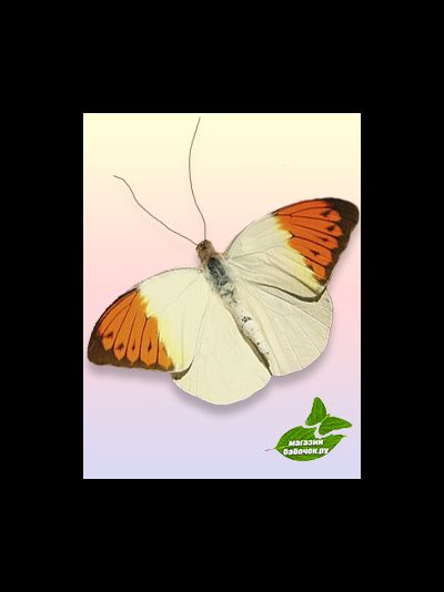 Белянка размах крыльев 6-8 см