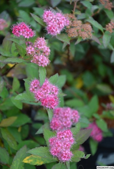 Купить спирея японская Мерло Грин в Москве в красовский-сад.рф