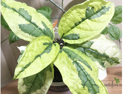 Clerodendron Thomsoniae Variegata / Клеродендрум Томсона вариегатный