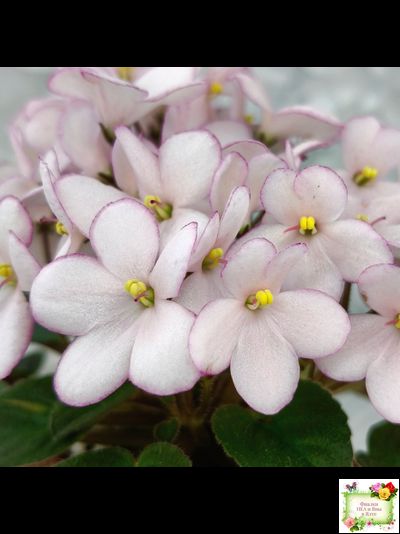 Н-Дюймовочка (Н. Бердникова)