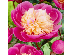 Пион Боул оф Бьюти (Bowl of Beauty)