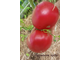 Томат Иранское чудо
