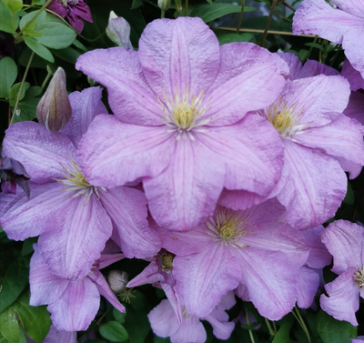 Клематис Комтесс де Бушо