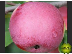 ЯБЛОНЯ АНИС СВЕРДЛОВСКИЙ (саженец 3 года, семенной подвой)