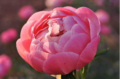 Пион Coral Charm  (Корал Чарм)