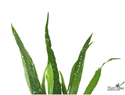 Папоротник тайландский (куст)