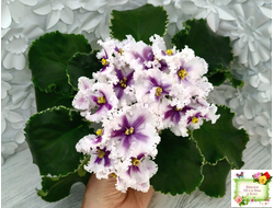 МТ-Сладкая Фантазия химерный спорт