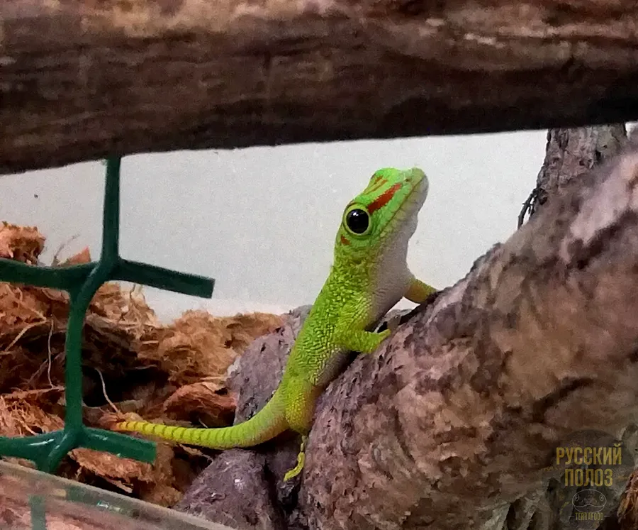 МАДАГАСКАРСКИЙ ДНЕВНОЙ ГЕККОН, ФЕЛЬЗУМА МАДАГАСКАРСКАЯ, PHELSUMA MADAGASCARIENSIS