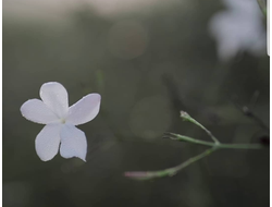 Жасмин абсолют | Jasminum grandiflorum, L.