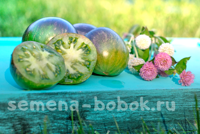 Томат Звездный истребитель VT16, 10 шт