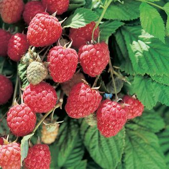 Малиновое дерево  Глен Ампл  ЗКС