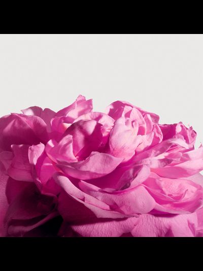 Matiere Premiere Radical Rose Extrait