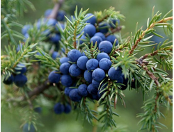 Можжевельник обыкновенный (Juniperus communis)(хвоя+ягоды), Непал (5 мл)  - 100% натуральное эфирное масло