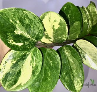 Замиокулькас вариегатный / Z. Short leaf variegated
