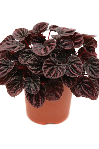 Peperomia caperata Schumi red