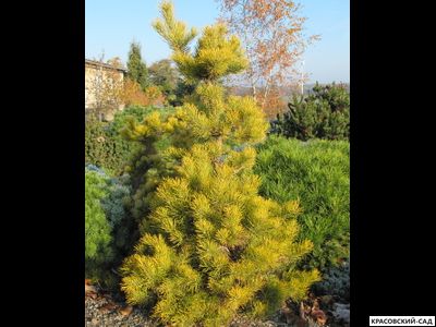 Сосна Якутск - Jakutsk