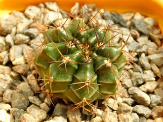 Gymnocalycium bruchii v. niveum VG 536