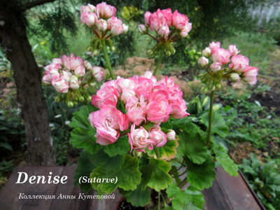 Пеларгония Denise (Сутарве)