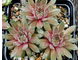 Sempervivum 'ELISABETH’ - розетка