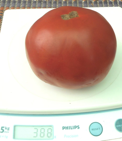 Томат Северюга (усл.)