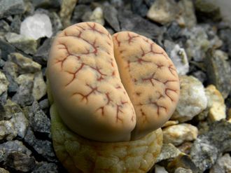 Lithops gracilideliniata ssp.brandbergensis  - 10 семян