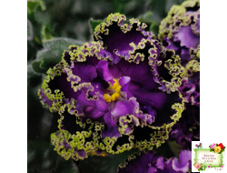 АВ-Гром и Молнии (Фиалковод) 2019 г.