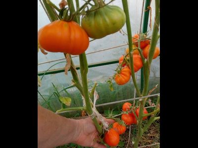 Томат Лампа Алладина