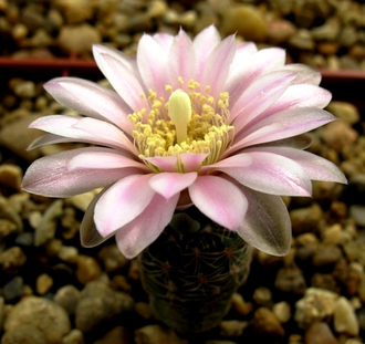 Gymnocalycium bruchii ssp.shimadae GN 531 (D=15-18мм)