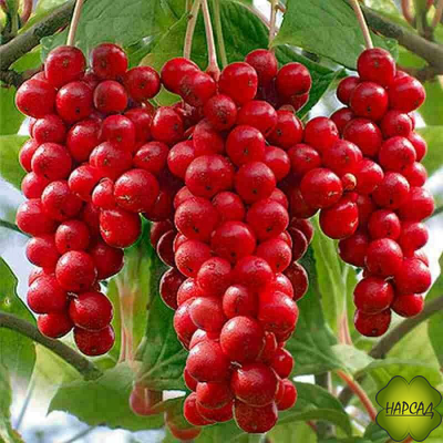 Лимонник (саженец 2,5 года)