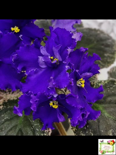 ЛЕ-Демо (Е. Лебецкая) 2014 г.